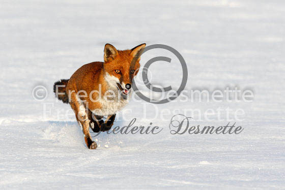 Red fox 353 (Vulpes Vulpes)