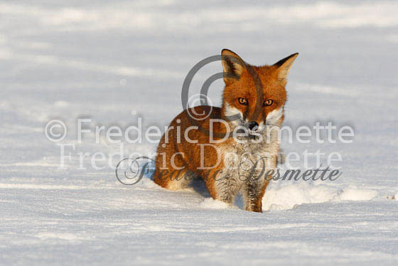 Red fox 358 (Vulpes Vulpes)