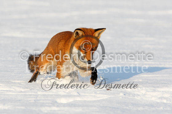 Red fox 349 (Vulpes Vulpes)