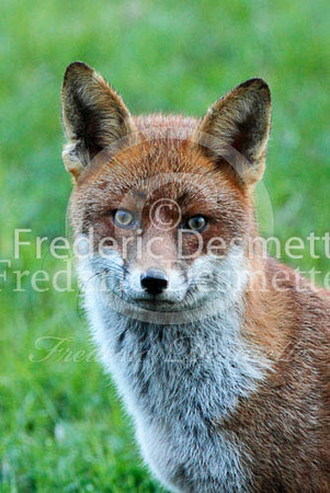Red fox 369 (Vulpes vulpes)
