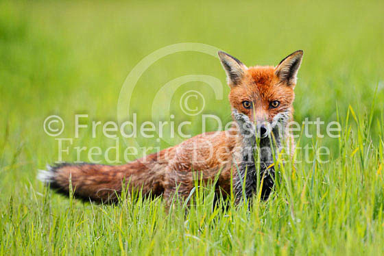 Red fox 371 (Vulpes vulpes)
