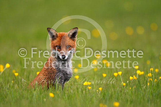 Red fox 372 (Vulpes vulpes)