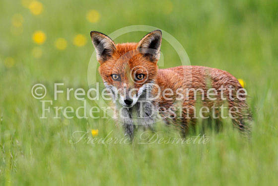 Red fox 376 (Vulpes vulpes)