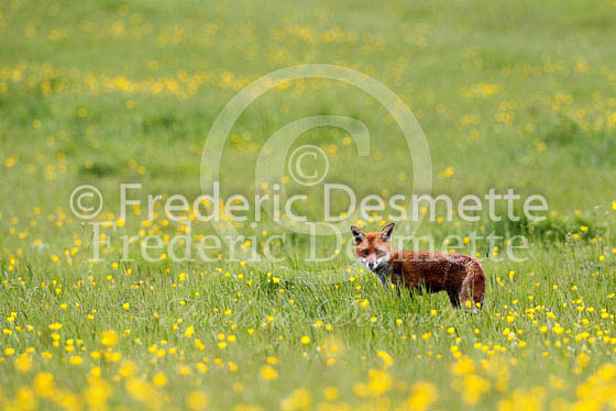 Red fox 377 (Vulpes vulpes)