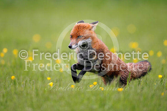 Red fox 379 (Vulpes vulpes)