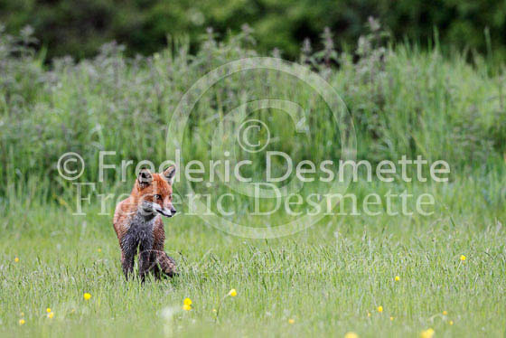 Red fox 378 (Vulpes vulpes)