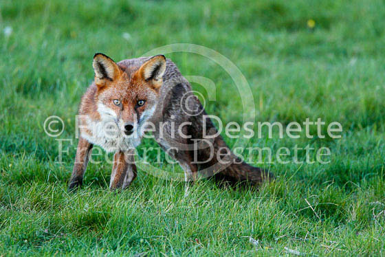 Red fox 381 (Vulpes vulpes)