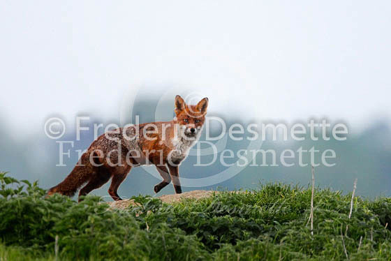 Red fox 387 (Vulpes vulpes)