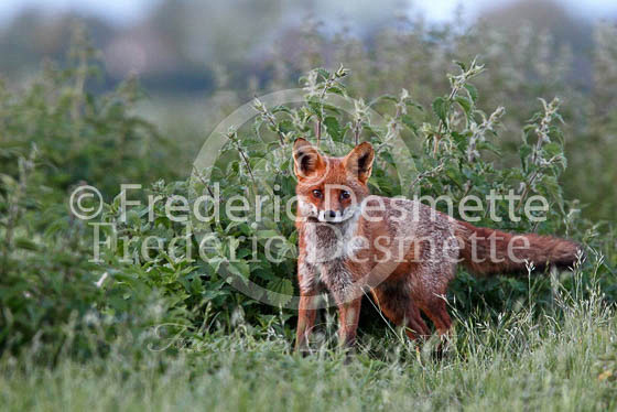Red fox 385 (Vulpes vulpes)
