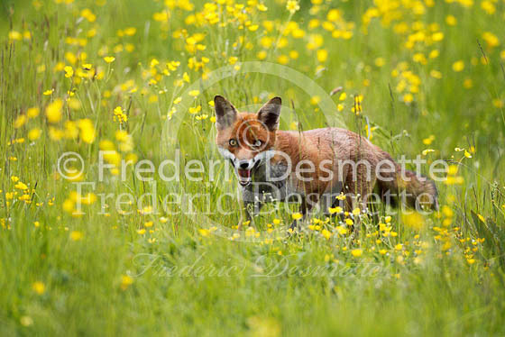 Red fox 388 (Vulpes vulpes)