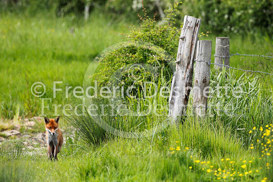 Red fox 397 (Vulpes vulpes)