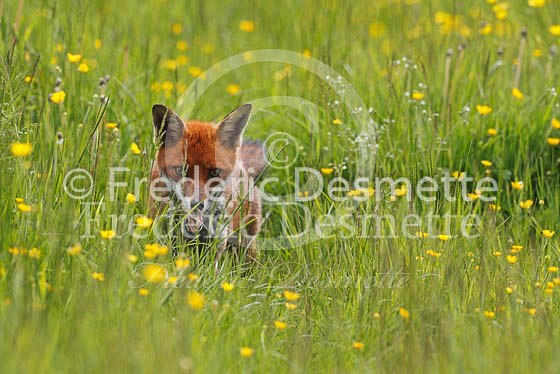 Red fox 389 (Vulpes vulpes)