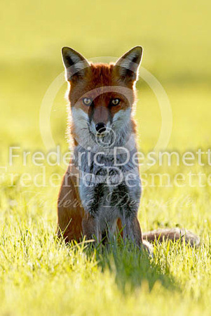 Red fox 398 (Vulpes vulpes)