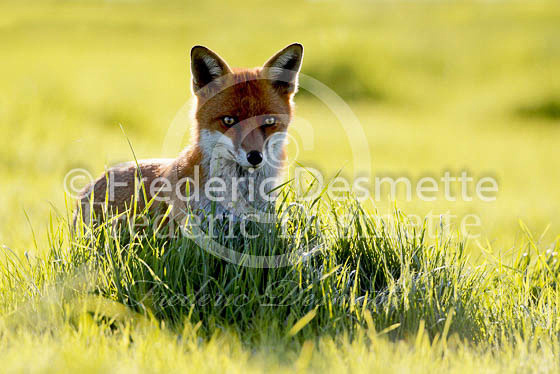 Red fox 399 (Vulpes vulpes)