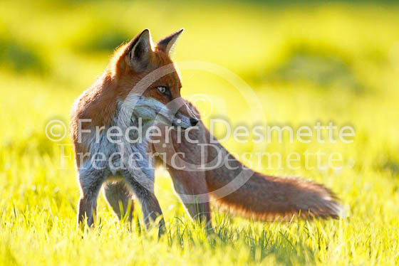 Red fox 415 (Vulpes vulpes)