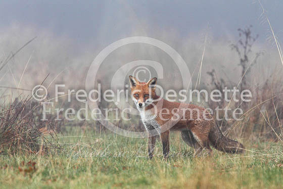 Red fox 404 (Vulpes vulpes)