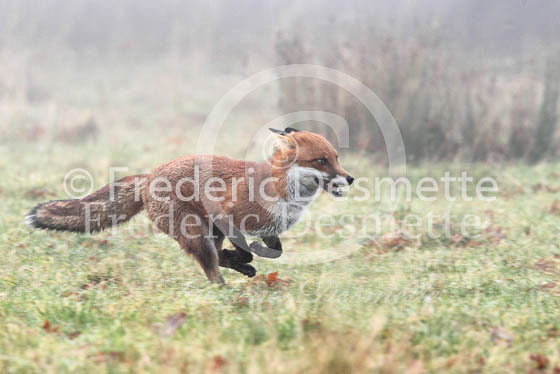Red fox 410 (Vulpes vulpes)