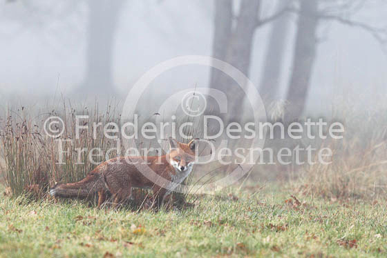 Red fox 412 (Vulpes vulpes)