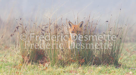Red fox 568 (Vulpes vulpes)