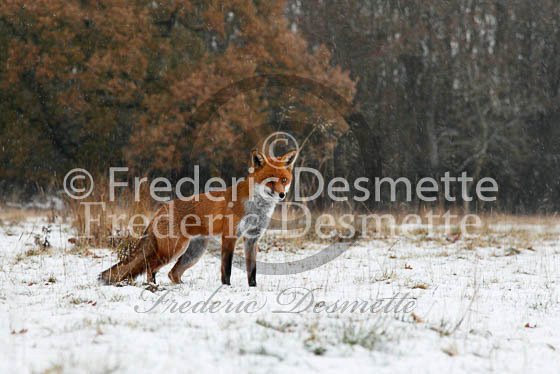 Red fox 434 (Vulpes vulpes)