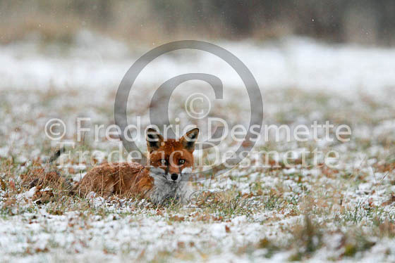 Red fox 431 (Vulpes vulpes)