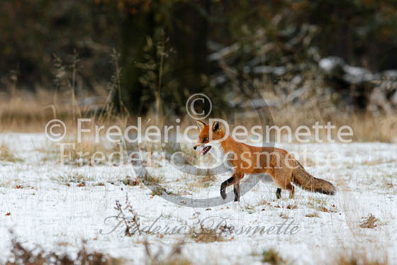 Red fox 442 (Vulpes vulpes)