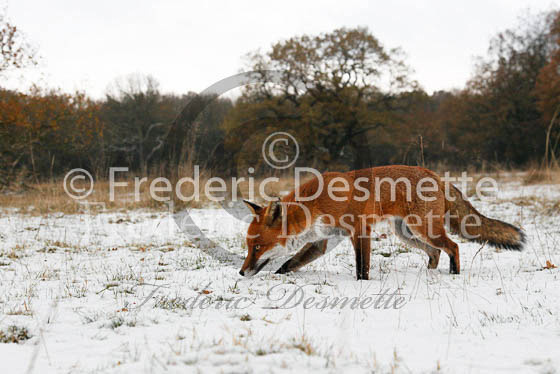 Red fox 435 (Vulpes vulpes)