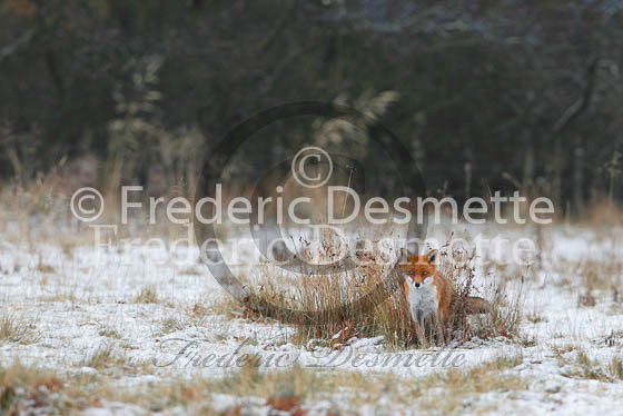 Red fox 436 (Vulpes vulpes)