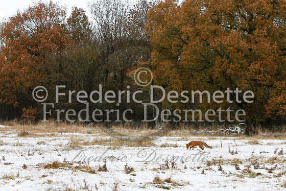Red fox 437 (Vulpes vulpes)