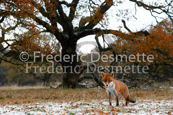 Red fox 438 (Vulpes vulpes)