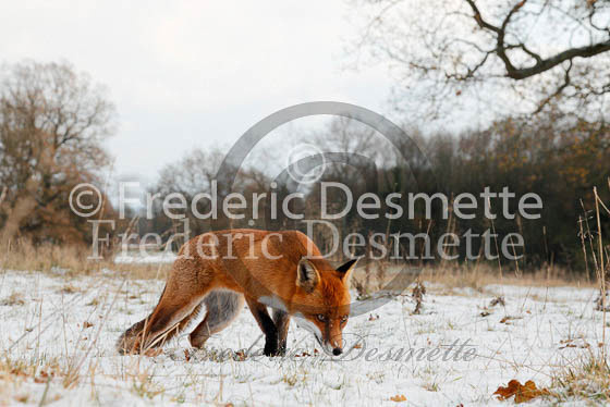 Red fox 446 (Vulpes vulpes)