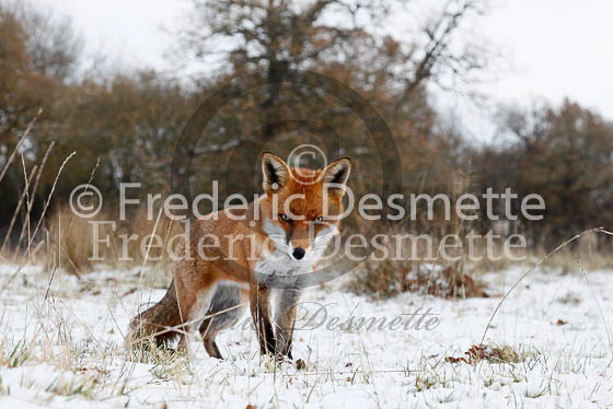 Red fox 441 (Vulpes vulpes)