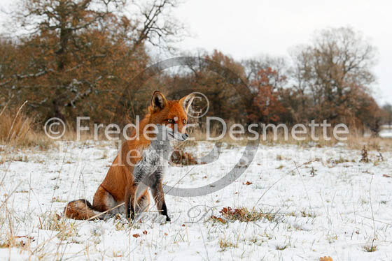 Red fox 444 (Vulpes vulpes)