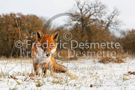 Red fox 440 (Vulpes vulpes)