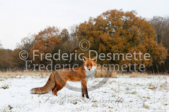Red fox 439 (Vulpes vulpes)