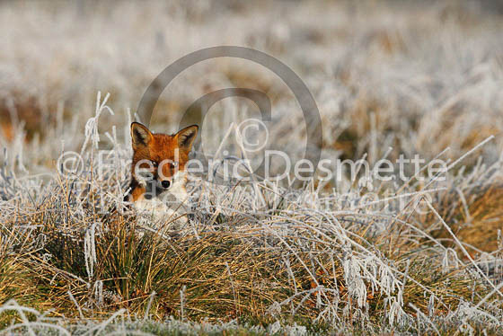 Red fox 429 (Vulpes vulpes)