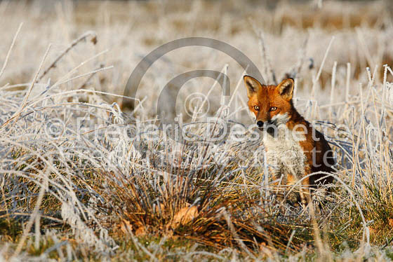 Red fox 430 (Vulpes vulpes)