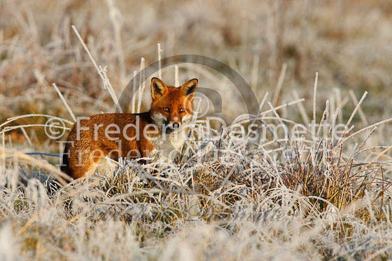 Red fox 418 (Vulpes vulpes)