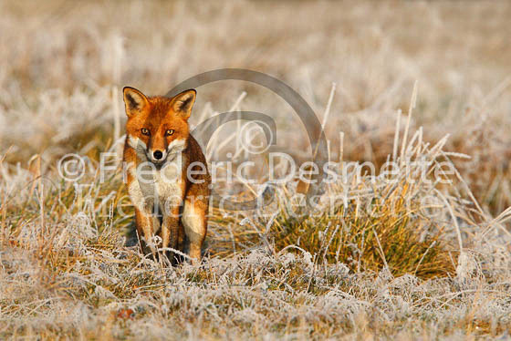 Red fox 420 (Vulpes vulpes)