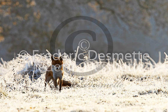 Red fox 422 (Vulpes vulpes)