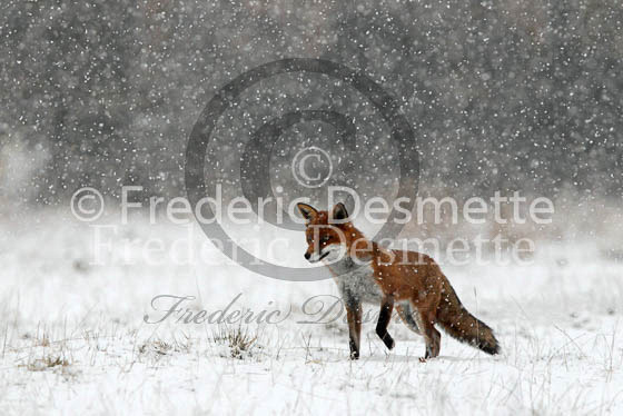 Red Fox 453 (Vulpes vulpes)