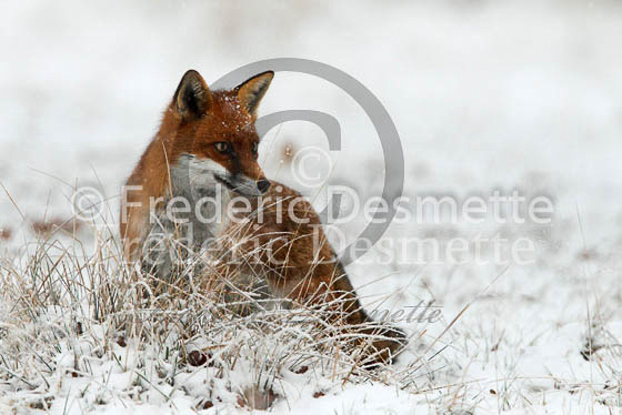Red Fox 460 (Vulpes vulpes)