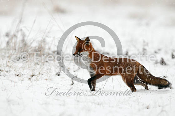 Red Fox 461 (Vulpes vulpes)