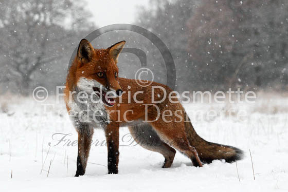 Red Fox 462 (Vulpes vulpes)