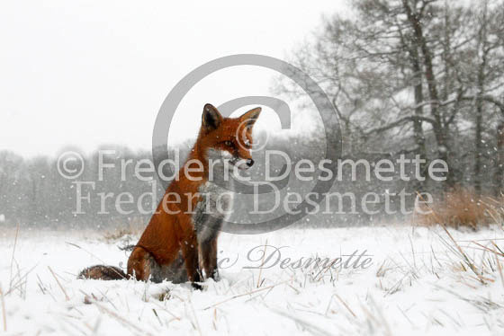Red Fox 463 (Vulpes vulpes)