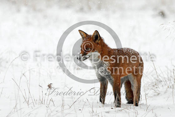 Red Fox 464 (Vulpes vulpes)