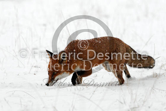 Red Fox 465 (Vulpes vulpes)