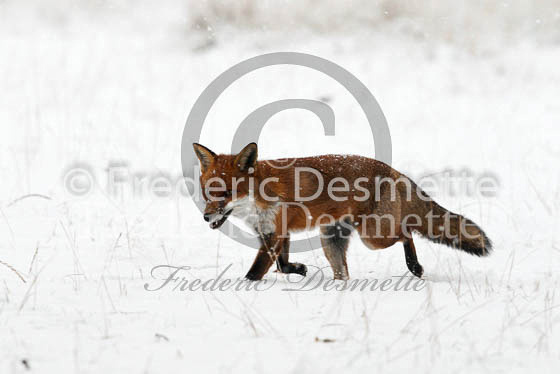 Red Fox 466 (Vulpes vulpes)