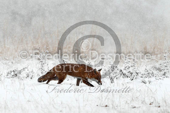 Red Fox 467 (Vulpes vulpes)