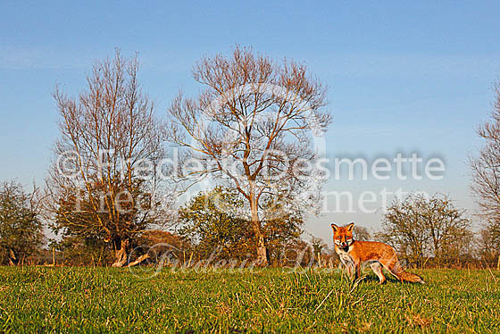 Red fox 469 (Vulpes vulpes)